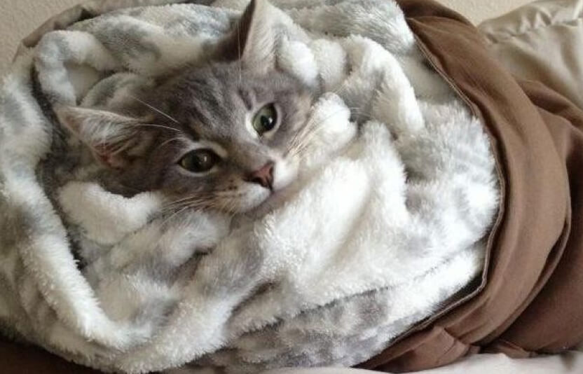 кошка лежит в «гнезде» на куче покрывал